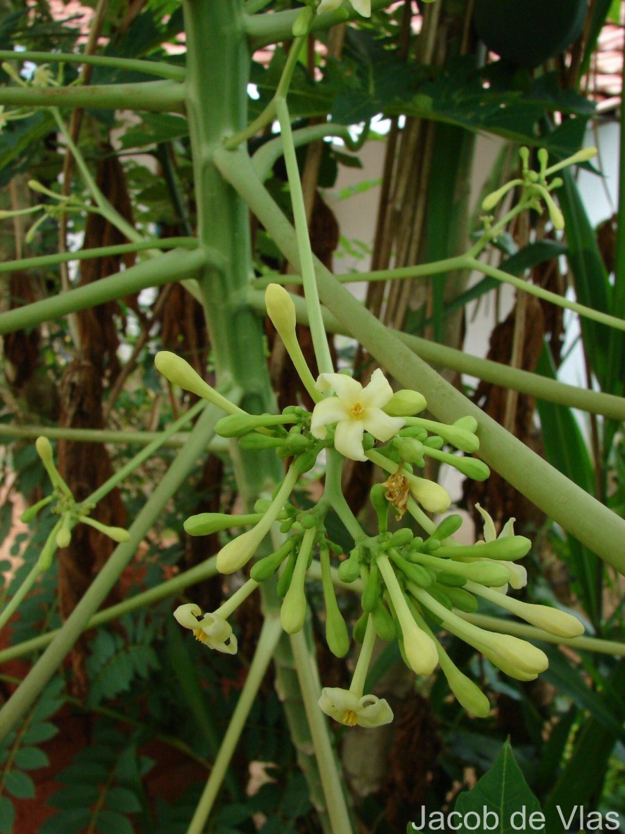 Carica papaya L.